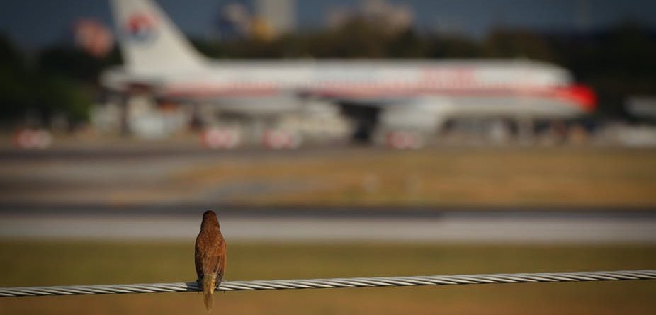 Zbulohet përse zogjtë përplasen me motorin e majtë të avionëve