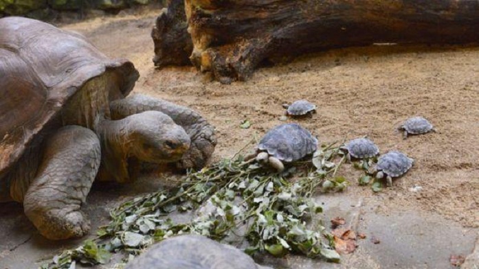 Ankohej për dhimbje të forta, doktorët i gjejnë një breshkë në vaginë