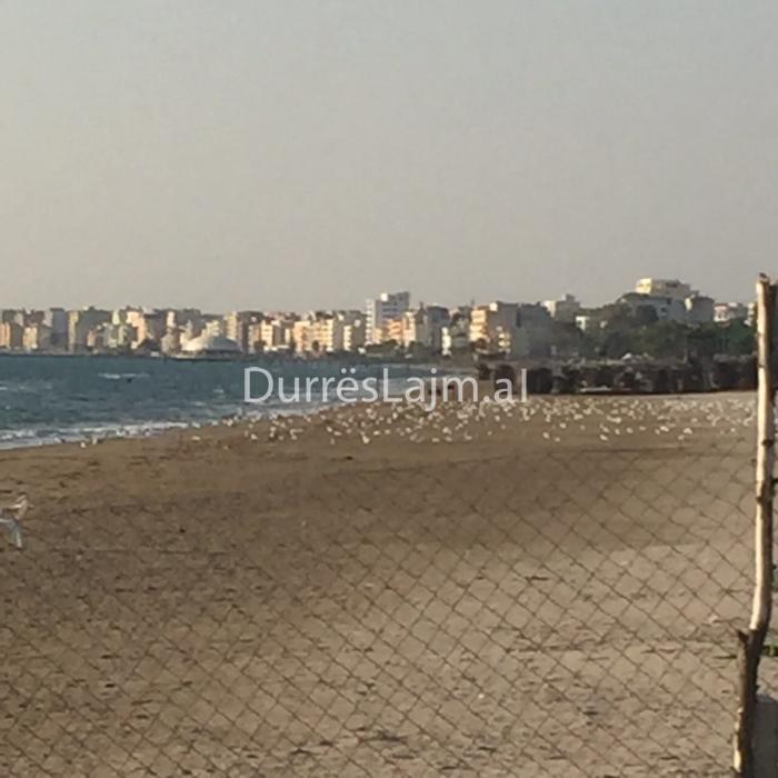 VIDEOLAJM/ Pulëbardhat “zbardhin” bregdetin e Durrësit