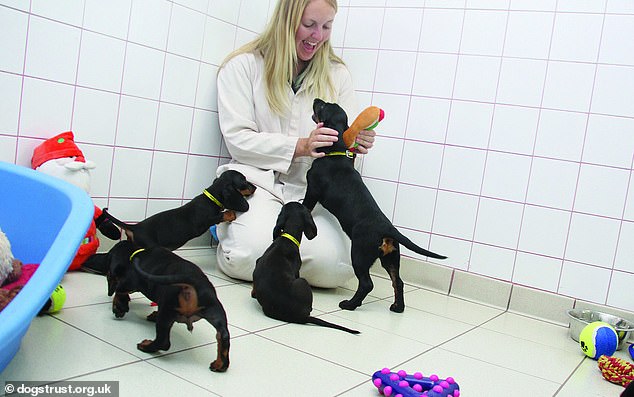 Puna e ëndrrave, 100 dollarë në orë për të luajtur me qentë