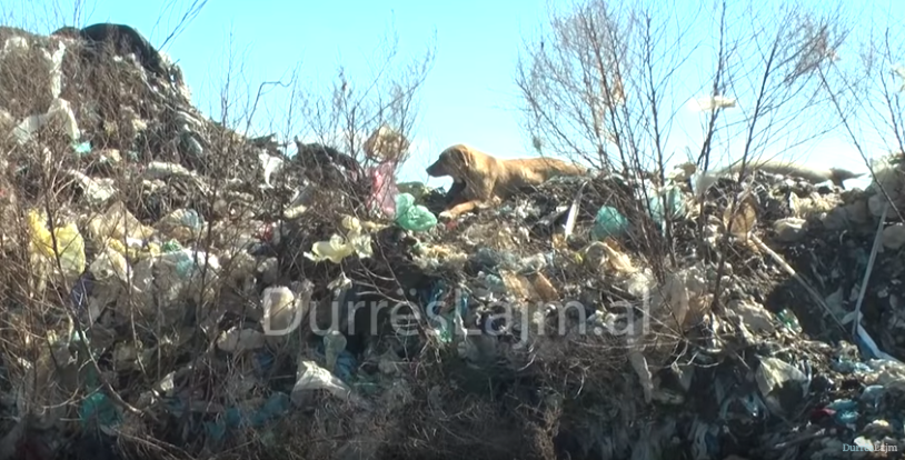 Jetesa mes ndotjes në Porto Romano, banorët trokasin në dyert e institucioneve për ndihmë (VIDEO)