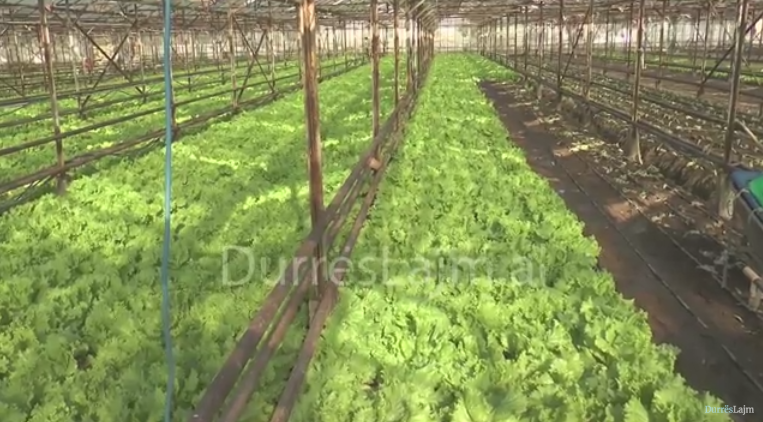 Kolektori i bllokuar, fermerët e Durrësit: U trembemi përmbytjeve (VIDEO)