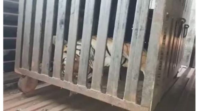 Shpëton fshati, vritet tigri që hante njerëz