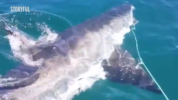 Peshkaqeni i bardhë gjigand sulmon rrjetën e peshkatarit (VIDEO)