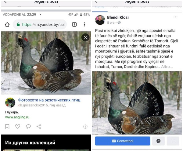 Klosi “mburret” me gjelin e egër të Siberisë si specie në Tomorr. Del zbuluar dhe fshin postimin