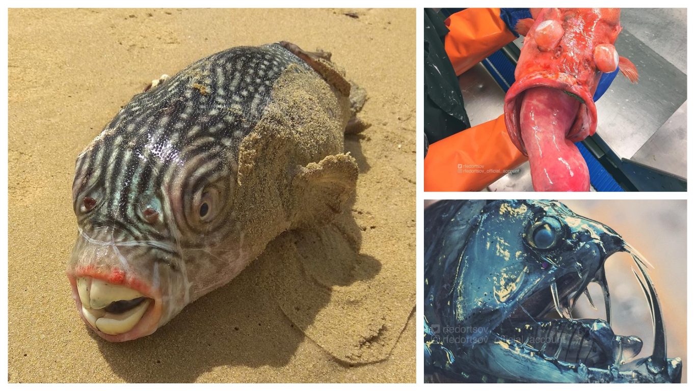 Peshkatari merr famë me krijesat e çuditshme (FOTO)