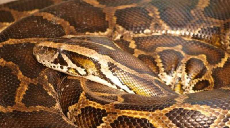 I largohet gjarpri nga banesa, njofton policinë