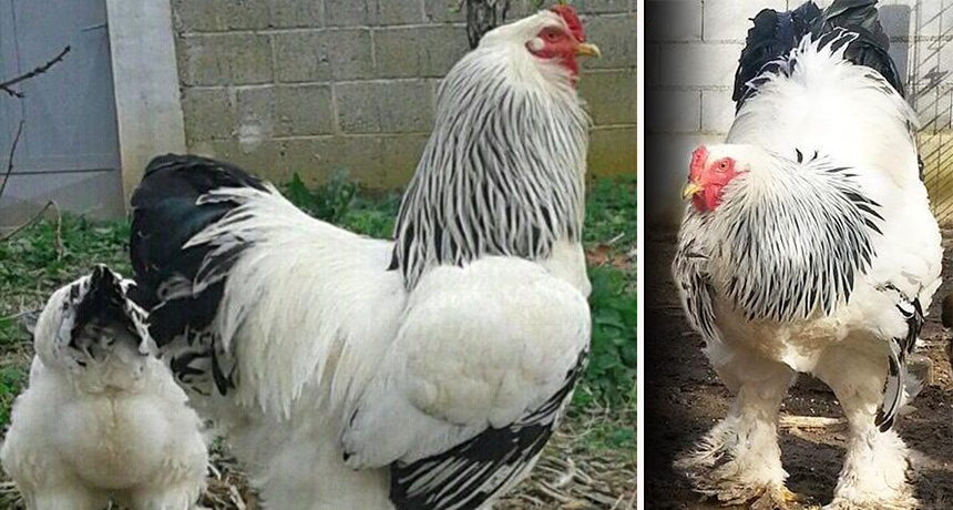 Njihuni me “Merakliun” nga Kosova, gjelin më të madh në botë