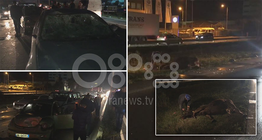 Aksident i pazakontë në autostradën Tiranë-Durrës, lopa përplas 7 automjete