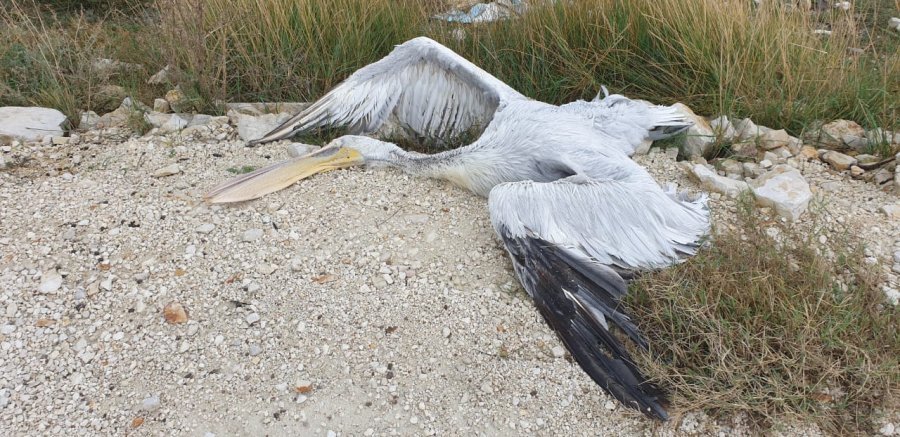 Gjuetia e paligjshme vret Pelikanin Kaçurrel (FOTO)