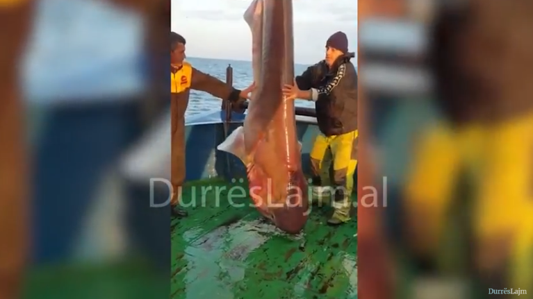 Peshkatarët durrsakë kapin peshkaqenin 400 kg në Durrës (VIDEO)