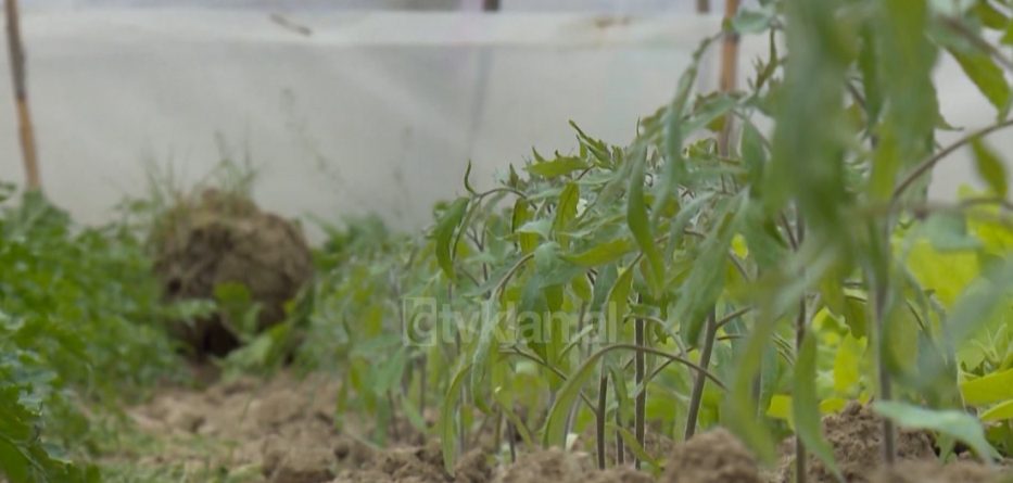 Gjysma e pesticideve në Shqipëri hyjnë kontrabandë