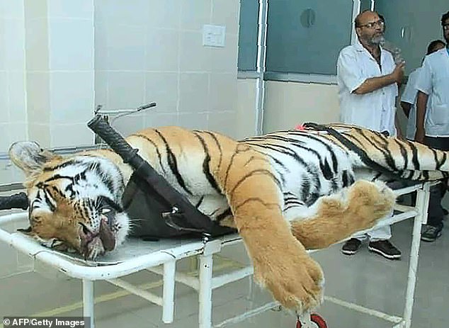 Parfumi i Calvin Klein “vret” tigrin