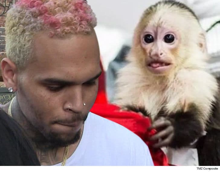 Chris Brown mund të dënohet me 6 muaj burg për shkak të një majmuni