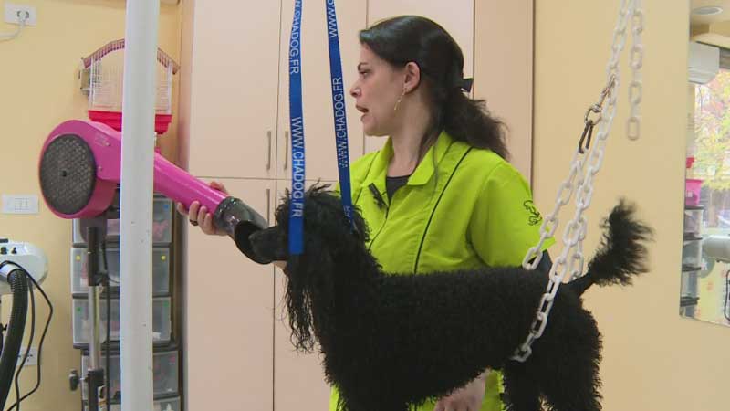 Qendër estetike për kafshët në Tiranë