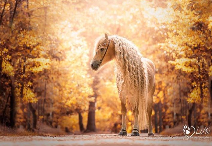 Kali “Rapunzel” që po çmend rrjetin me flokët e tij (FOTO)