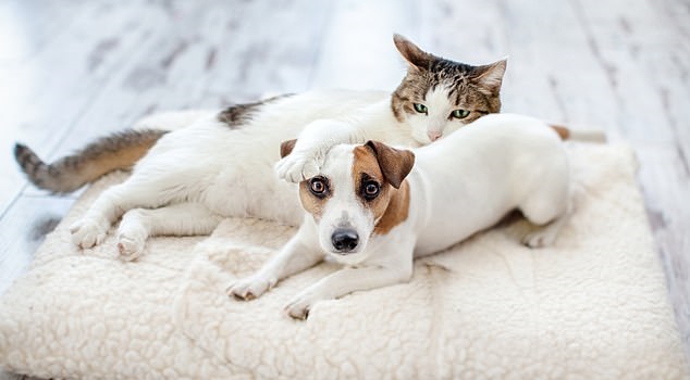 Qentë më të zgjuar se macet? Çfarë thotë studimi më i ri