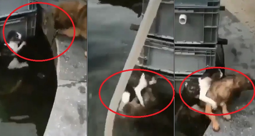 Macja po mbytej, qeni hidhet në ujë për ta shpëtuar (VIDEO)