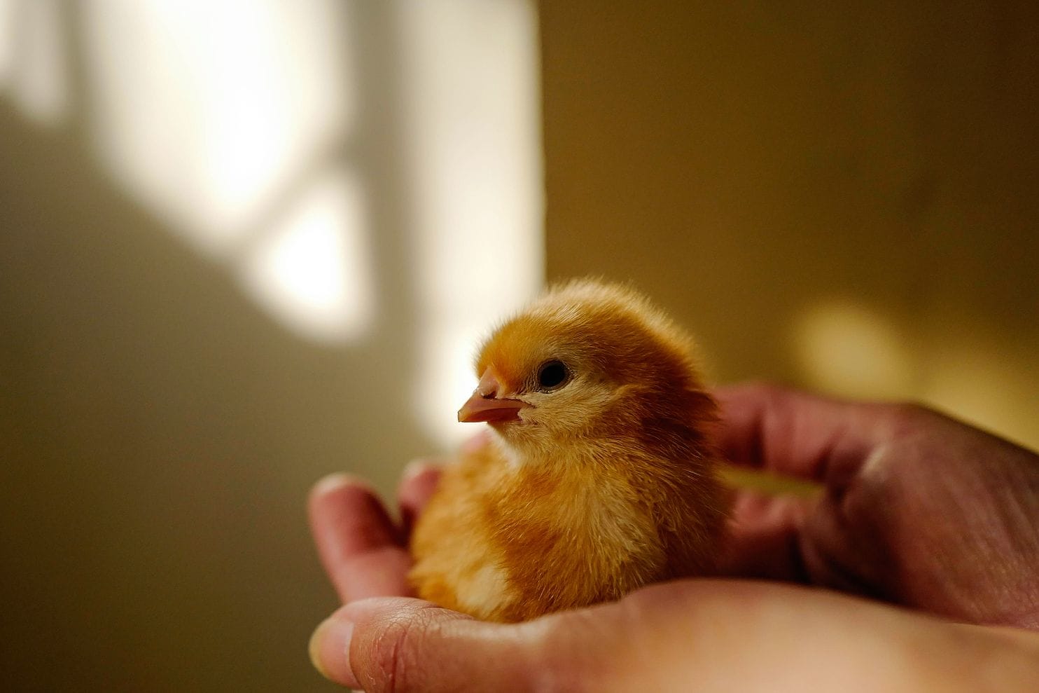 I shpall luftë varfërisë së miliona familjeve me pula