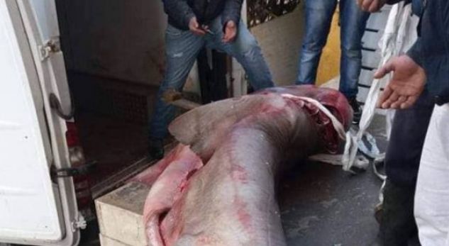 Peshkatarët e Durrësit kapin ‘bishën’ e detit (FOTO)