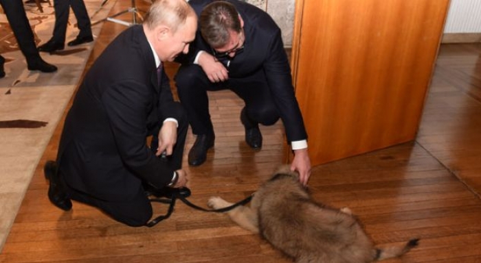 Vuçiç i dhuron Putinit qenin me emrin Pasha, ekzaltohet Presidenti (VIDEO)