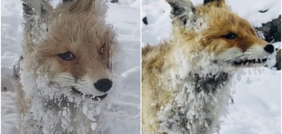 Kur dhelpra ngrin nga i ftohti në kërkim të ushqimit (VIDEO)