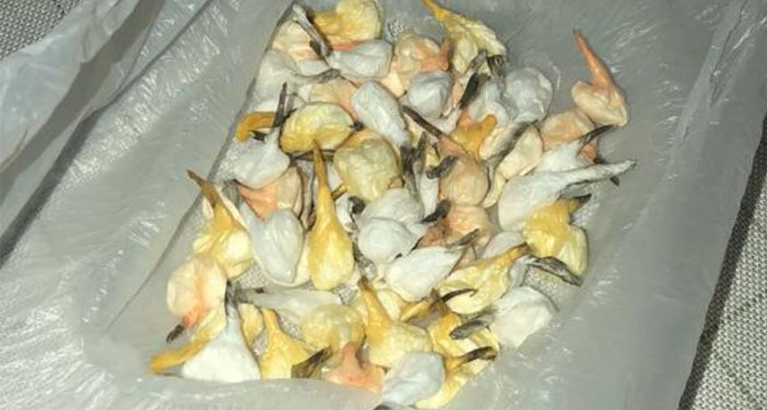 Arrestohen tre shpërndarës droge