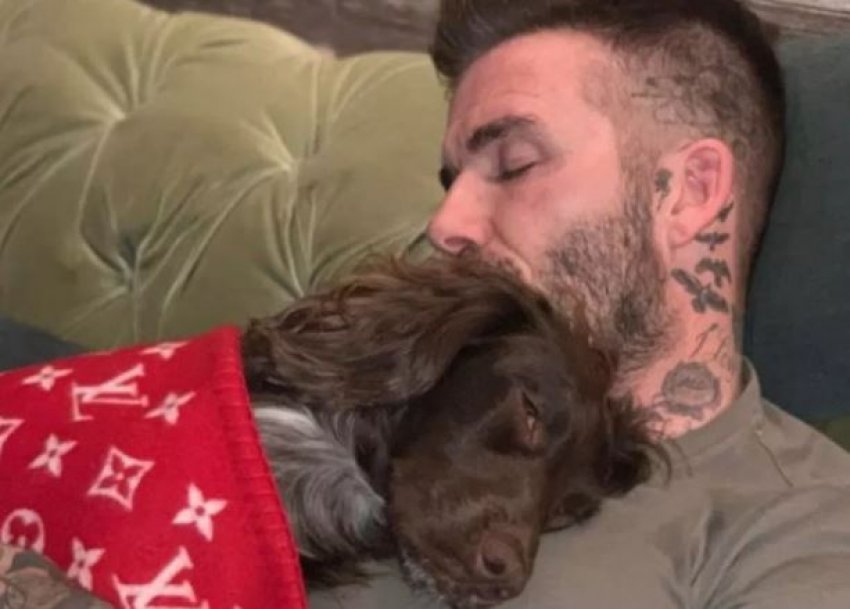 Mbulon qenin me 5.000 euro, familja Beckham sulmohet në rrjetet sociale
