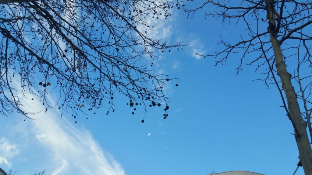 Parashikimi i motit, e diel 20 janar