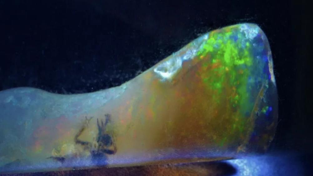 Zbulohet insekti prehistorik brenda një opali