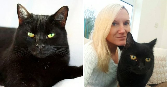 U zhduk para 10 vitesh, macja e zezë rikthehet te pronarja