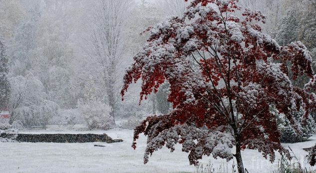 Parashikimi i motit, 8 janar 2019