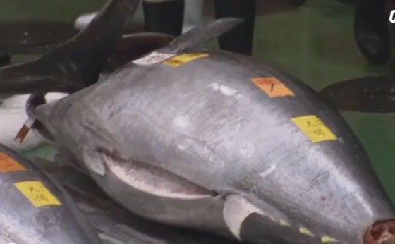 Peshku ton shitet në ankand për 2,7 milionë euro