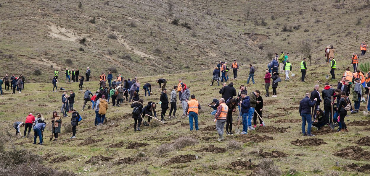 Mbillen 10 mijë fidanë pishe te Parku i Liqenit në Tiranë