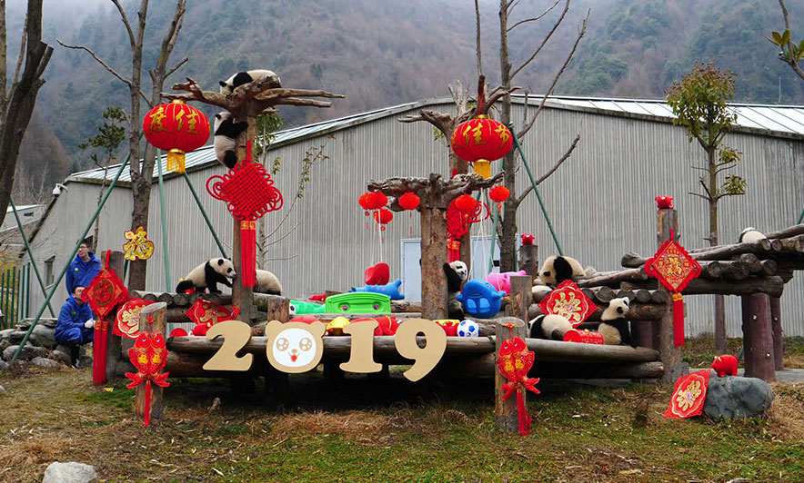 Viti i Ri hënor, këtë radhë nën shenjën e derrit