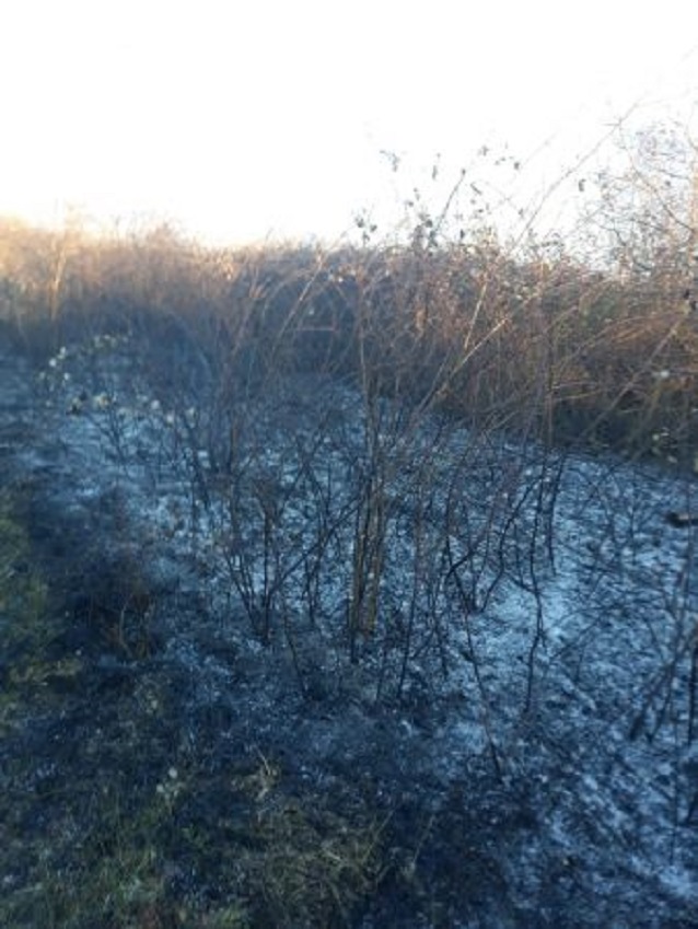 Zjarr afër aeroportit të Rinasit, flakët ndihmohen nga era