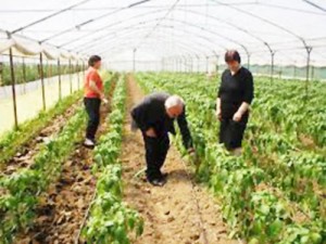 Shqipëria, me nivelin më të ulët në rajon të subvencioneve direkte për fermerët