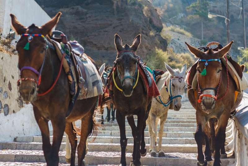 Kina importon gomerë për të rritur ekonominë