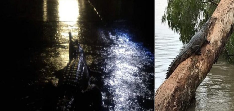 Krokodilët dhe gjarpërinjtë dalin në rrugët e përmbytura të Australisë