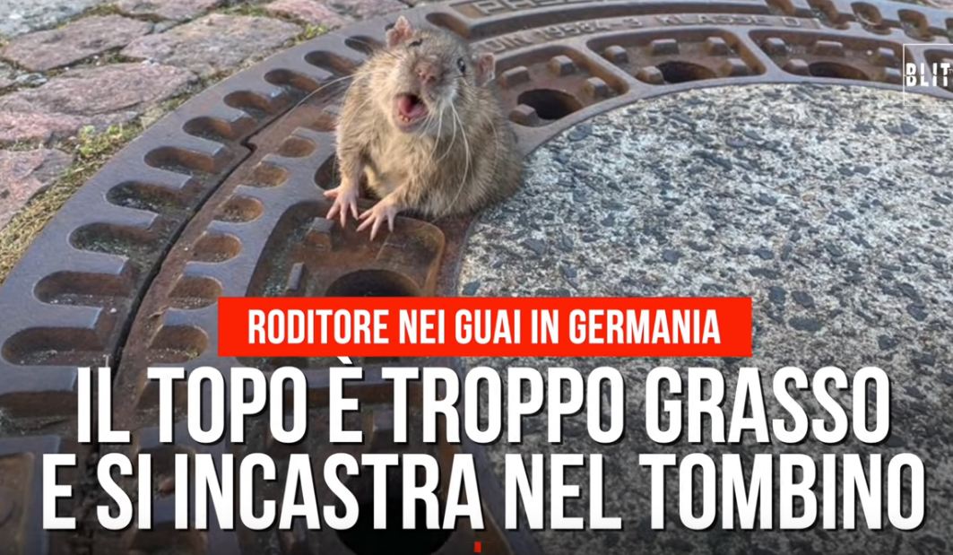 Miu ngec në pusetë, e shpëtojnë zjarrfikësit (VIDEO)