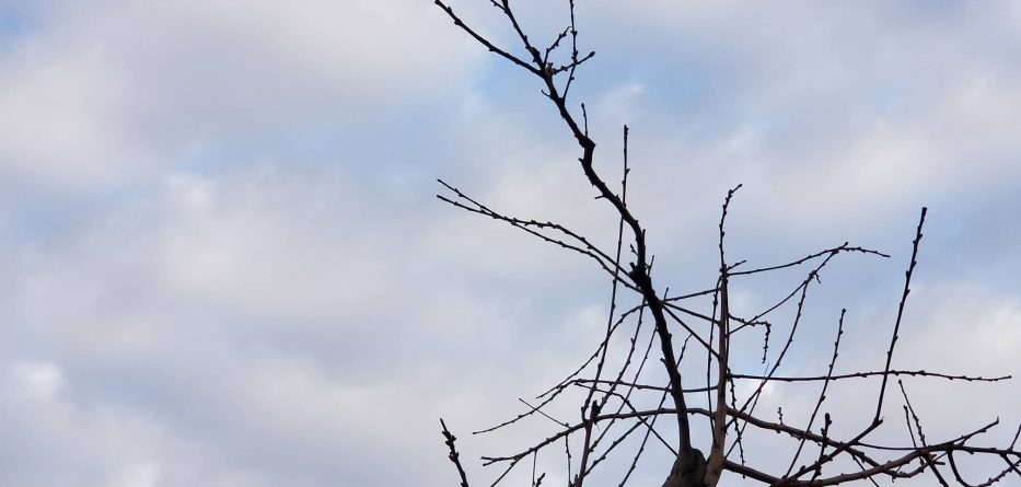 Parashikimi i motit, e enjte 14 shkurt