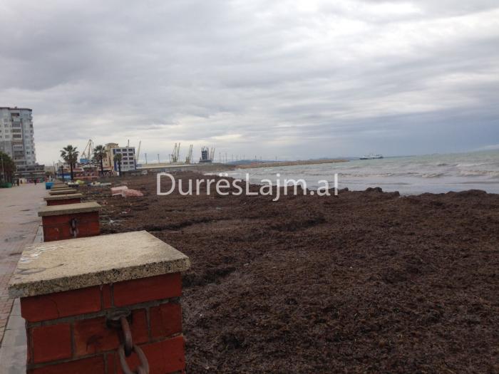 Parashikimi i motit, 12 shkurt 2019