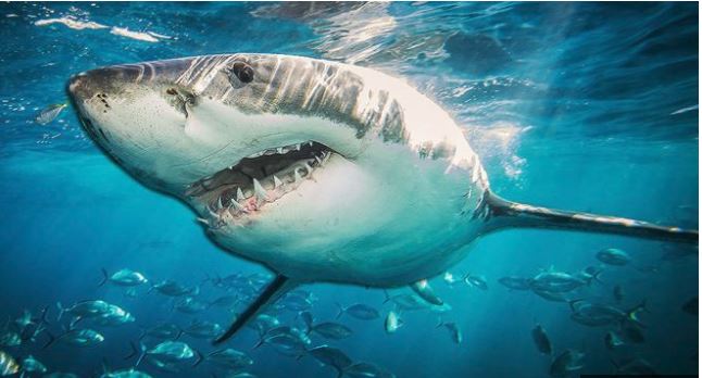 ADN-ja e peshkaqenëve, kurë kundër kancerit!