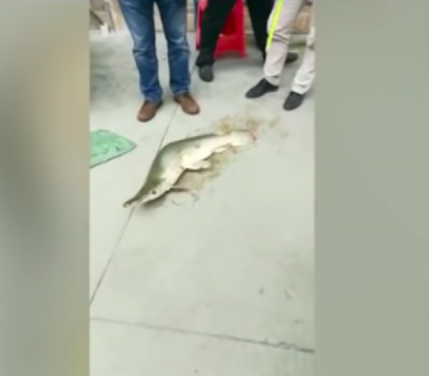 Krijesë e çuditshme ujore, panik mes qytetarëve (FOTO)