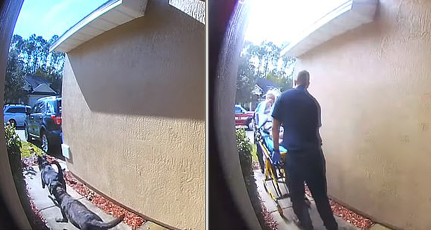 Pësoi atak në zemër, qentë i shpëtojnë jetën pronares