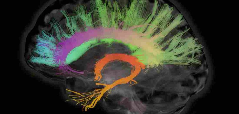 Ndryshimi mes trurit të femrave me atë të meshkujve