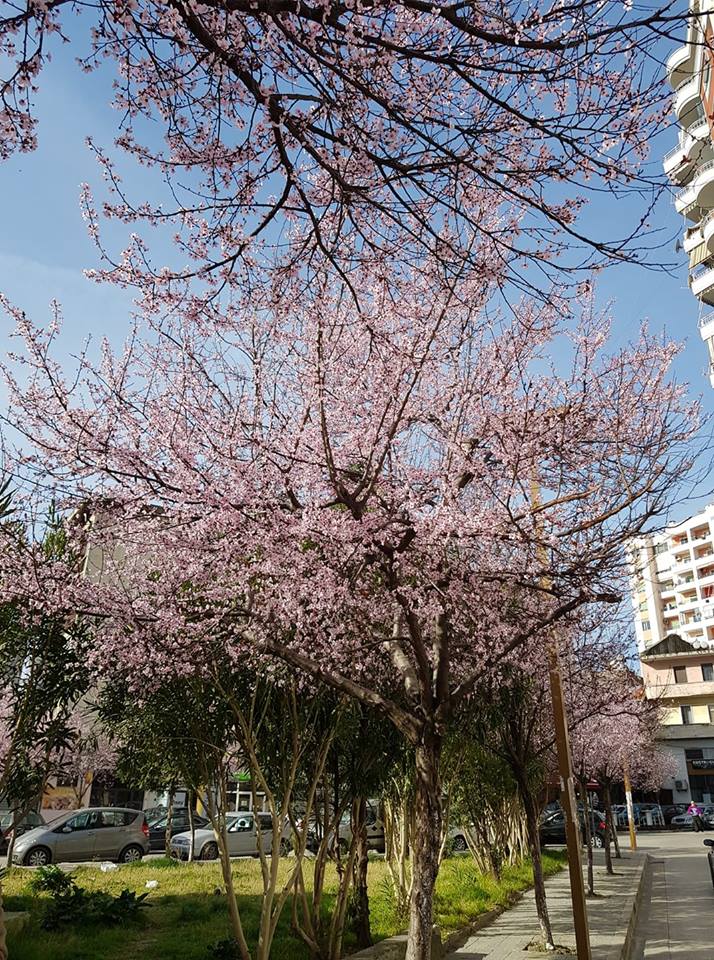 Urimi i veçantë i deputetes së re të Durrësit për 8 Mars