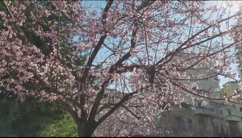 PA KOMENT/ Pranverë në Durrës, lulëzon qyteti (VIDEO)