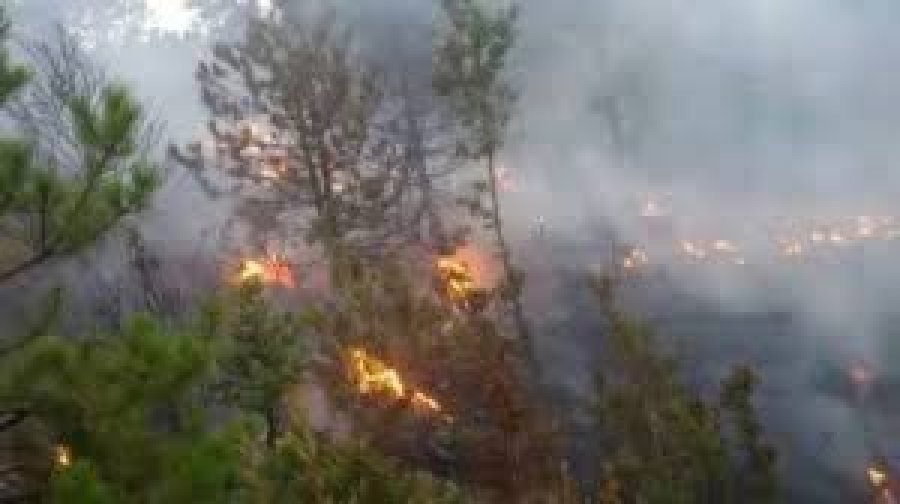 Zjarr i madh, digjen pyje dhe kullota