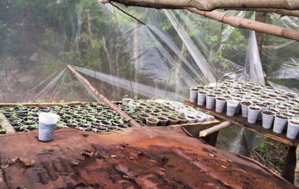 Shkatërrohet sera me kanabis brenda shtëpisë, arrestohet 50-vjeçari